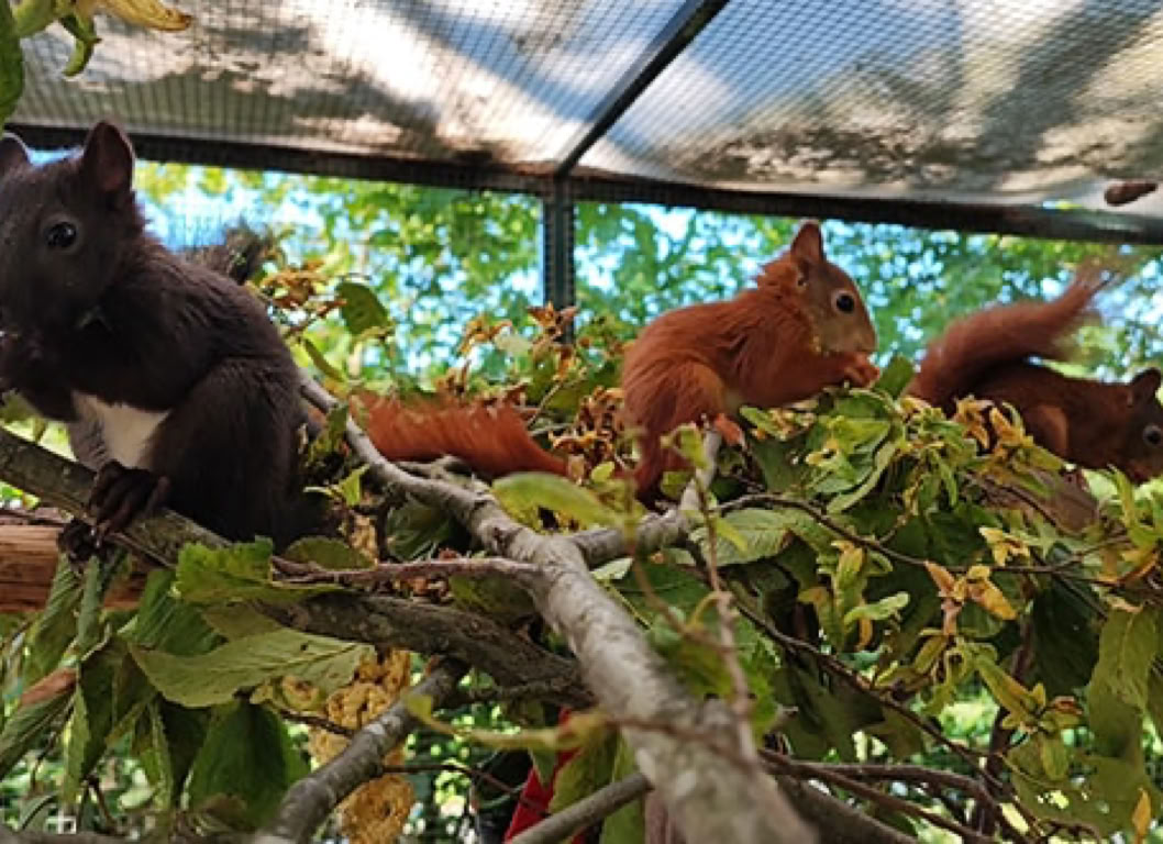 Eichhörnchen im Gehege