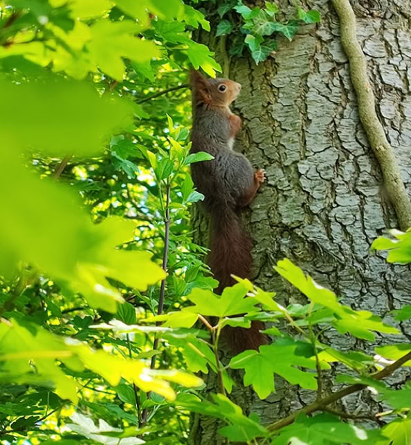 Eichhönchen am Baumstamm