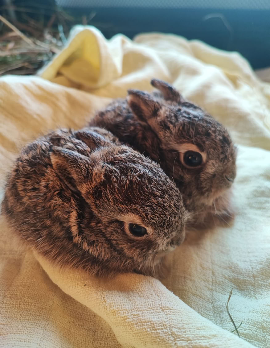 Zwei junge Feldhasen