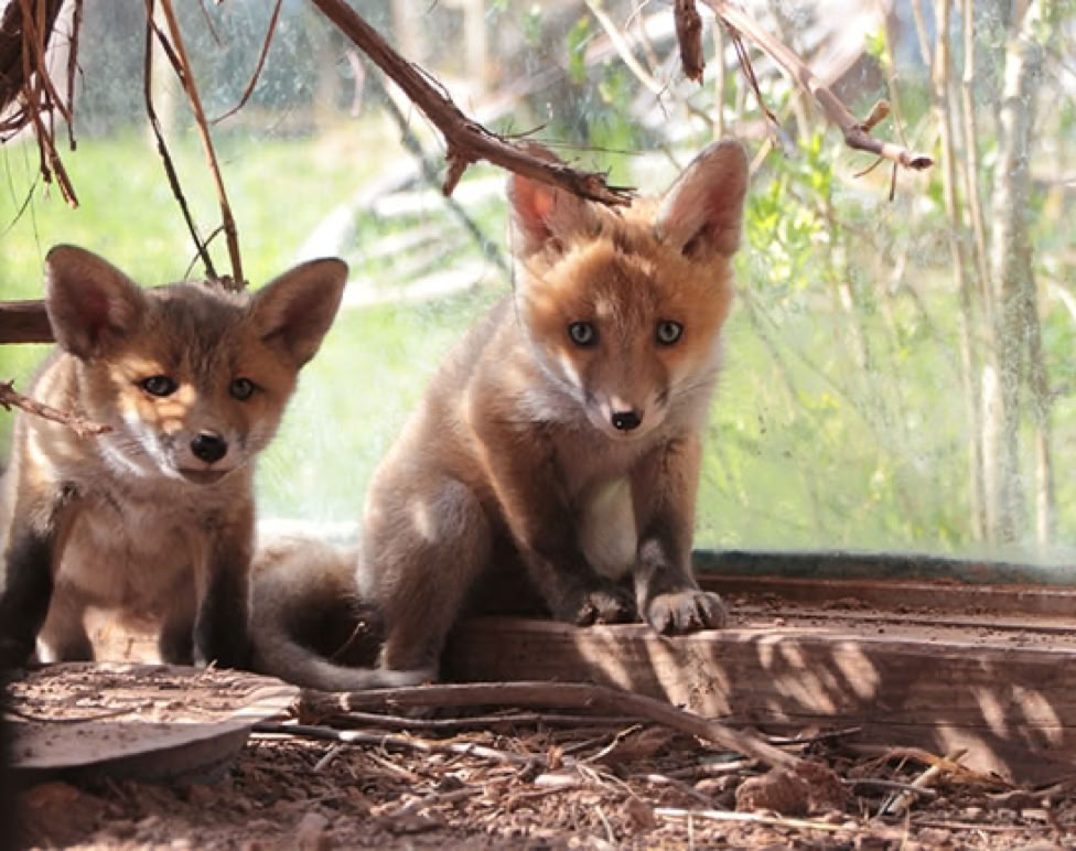 Zwei Füchse im Gehege