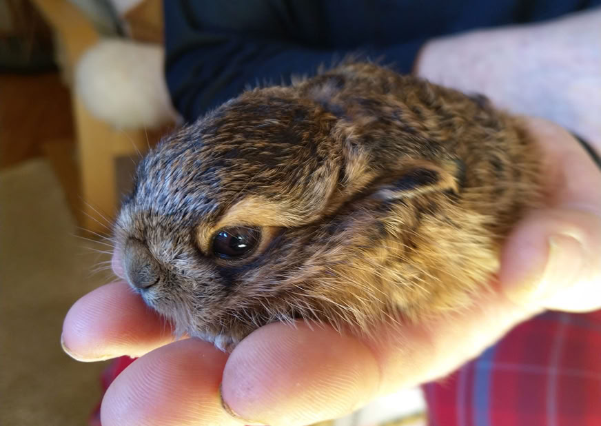 Junger Feldhase auf der Hand