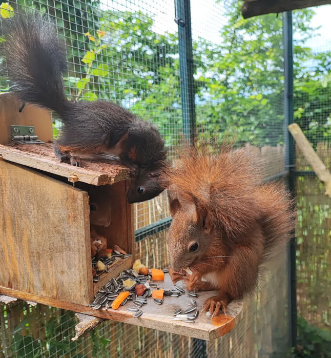 Zwei Eichhörnchen im Gehege
