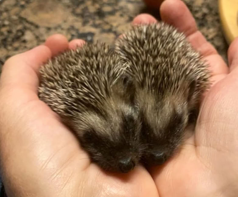 Zwei kleine Igel in der Hand