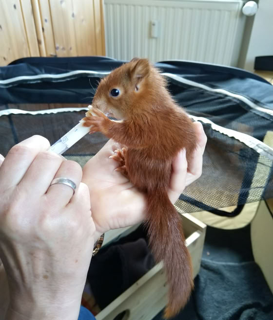 Eichhörnchen wird gefüttert