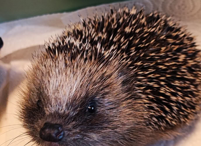 Igel in der Wildtierstation