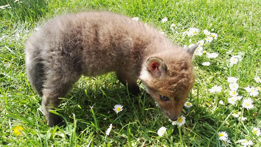 Fuchs in der Blumenwiese