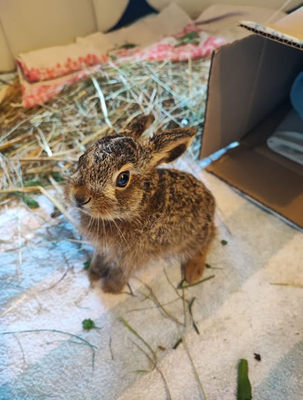 Junger Feldhase kommt aus dem Karton